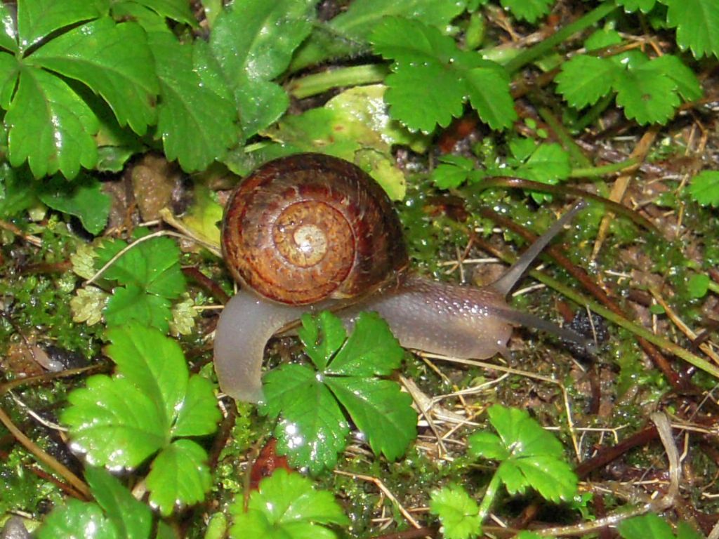 Gasteropodi vari da Gradisca d''Isonzo