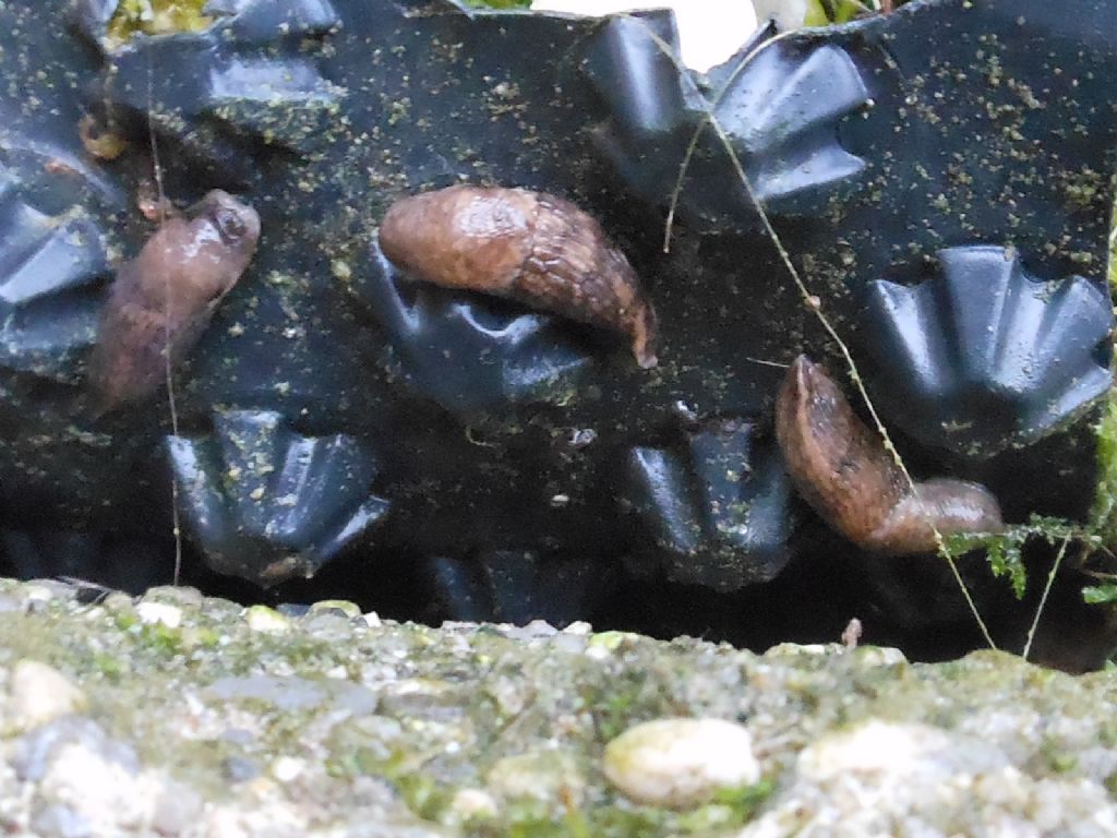 Gasteropodi vari da Gradisca d''Isonzo