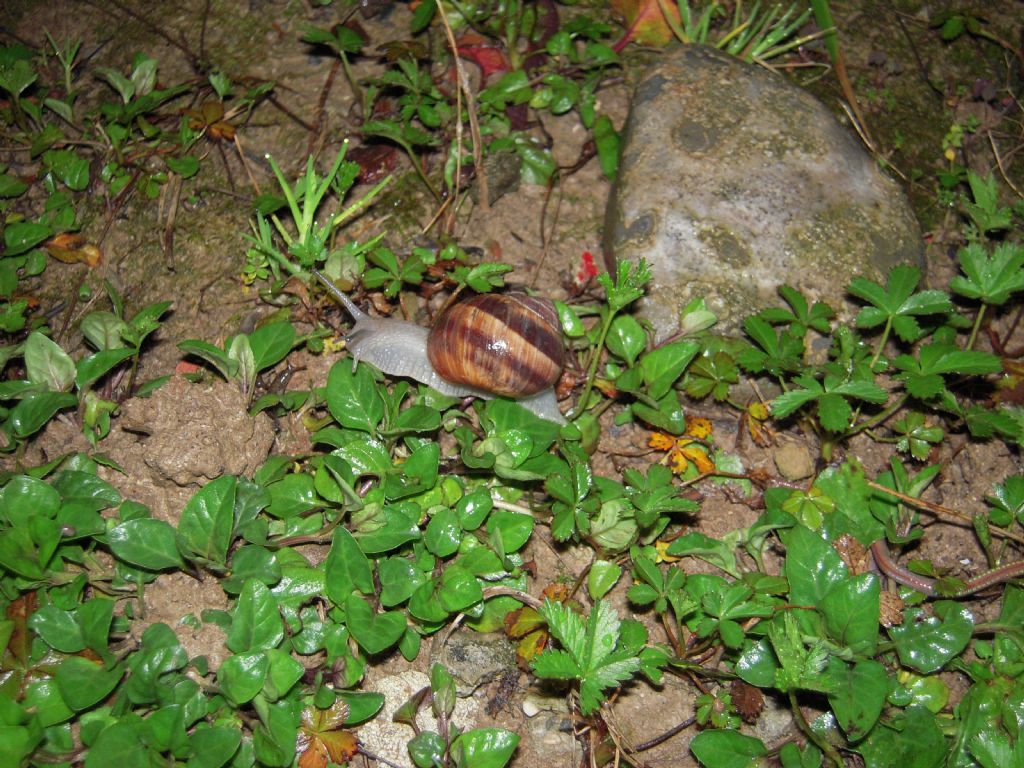 Gasteropodi vari da Gradisca d''Isonzo