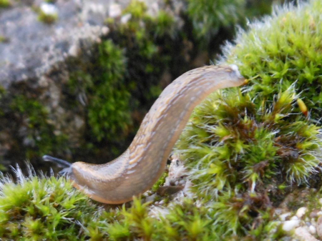 Gasteropodi vari da Gradisca d''Isonzo