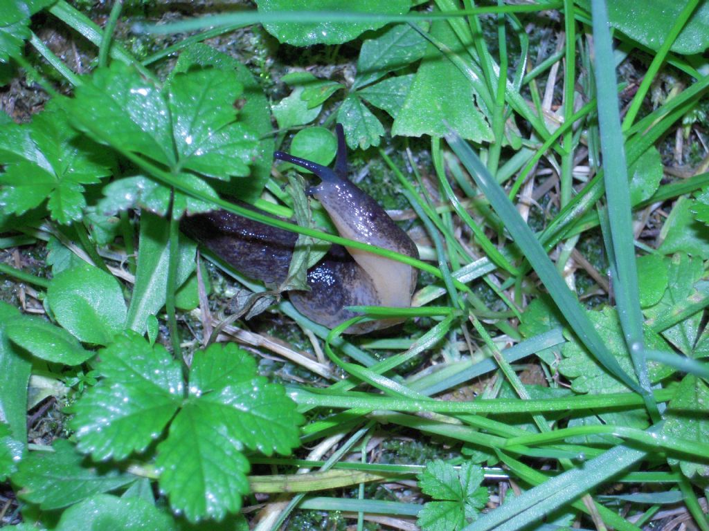 Gasteropodi vari da Gradisca d''Isonzo