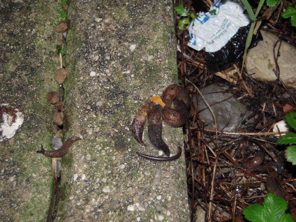 Gasteropodi vari da Gradisca d''Isonzo