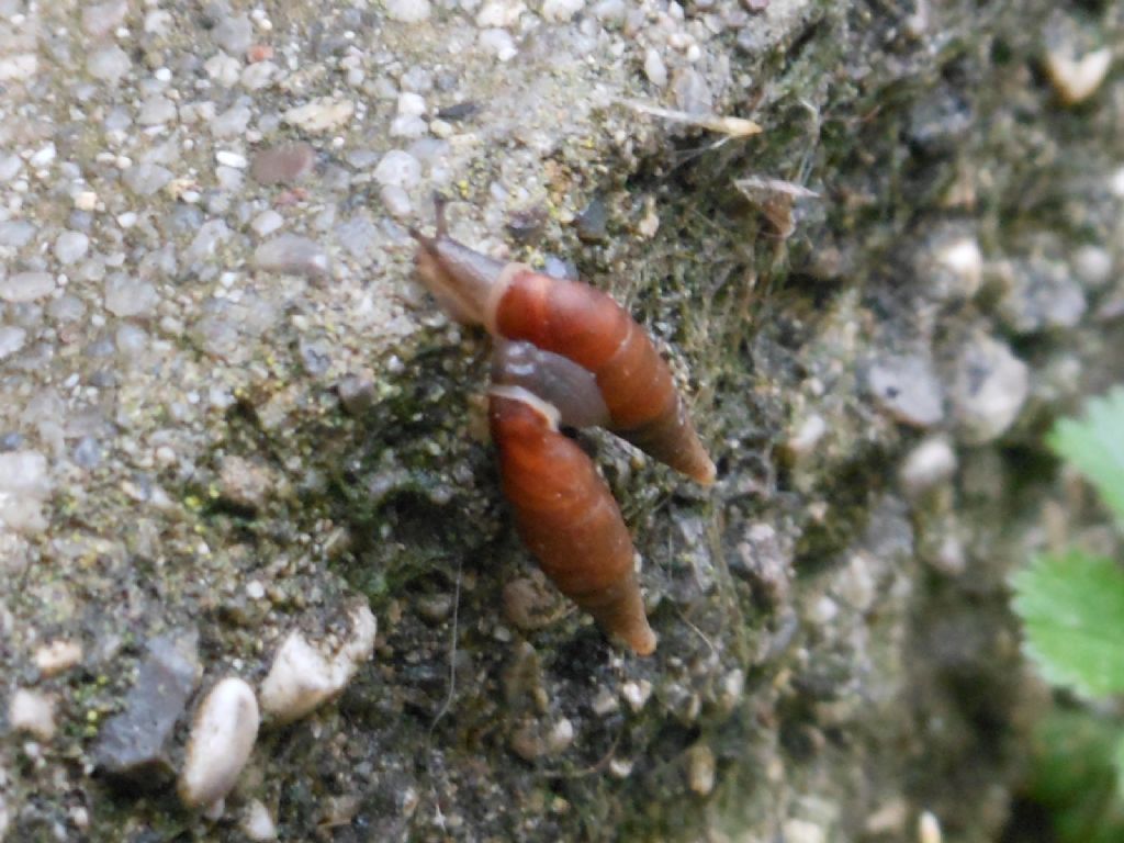 Gasteropodi vari da Gradisca d''Isonzo