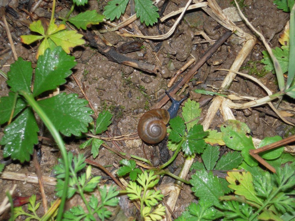 Gasteropodi vari da Gradisca d''Isonzo