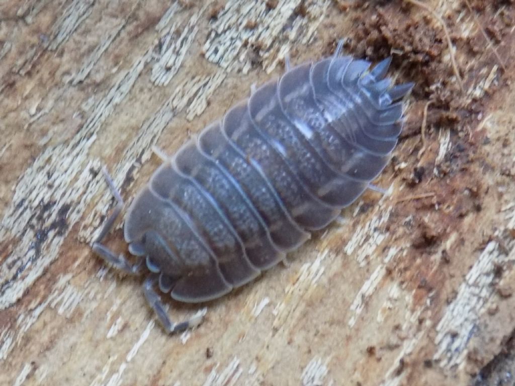 Identificazione Isopoda: Trachelipus sp. (Trachelipodidae)