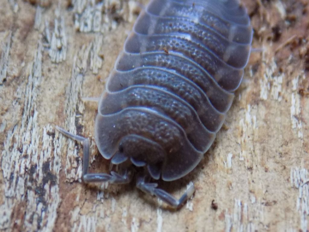 Identificazione Isopoda: Trachelipus sp. (Trachelipodidae)