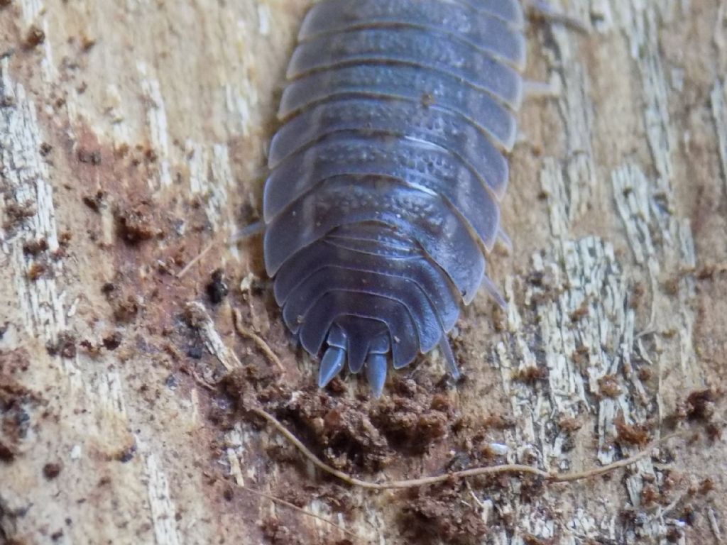 Identificazione Isopoda: Trachelipus sp. (Trachelipodidae)