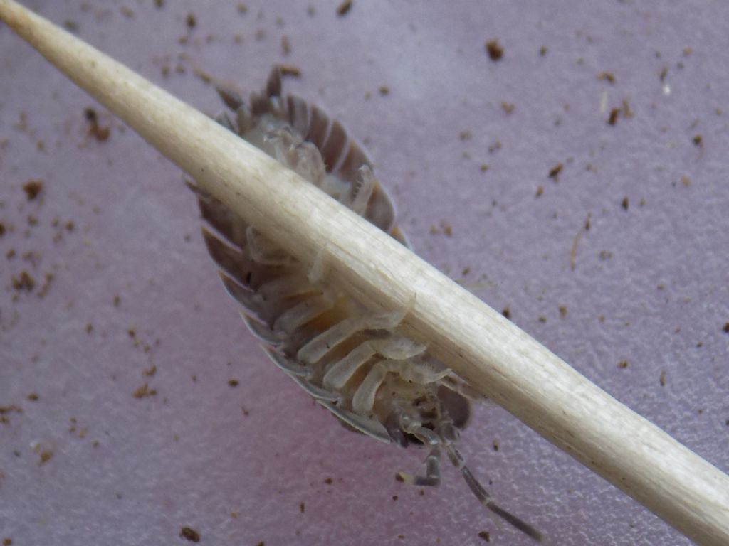 Identificazione Isopoda: Trachelipus sp. (Trachelipodidae)