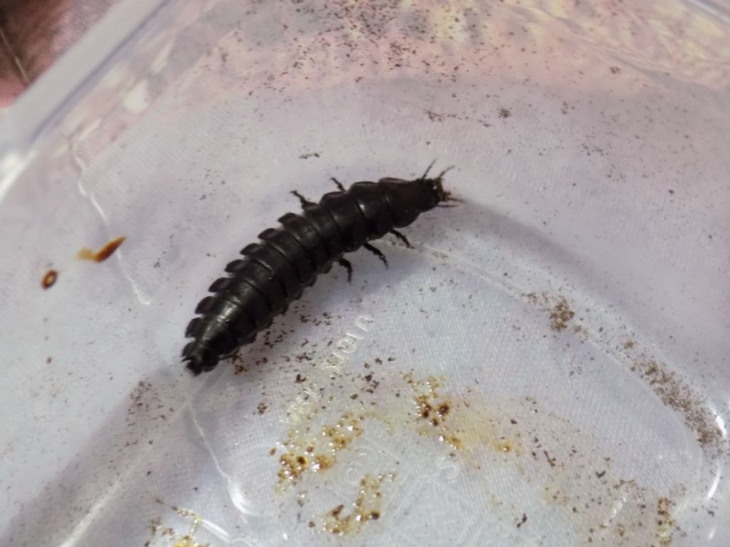 Identificazione larva