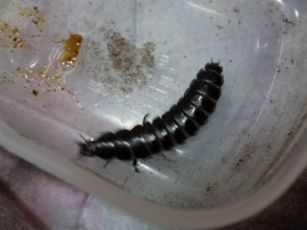 Identificazione larva