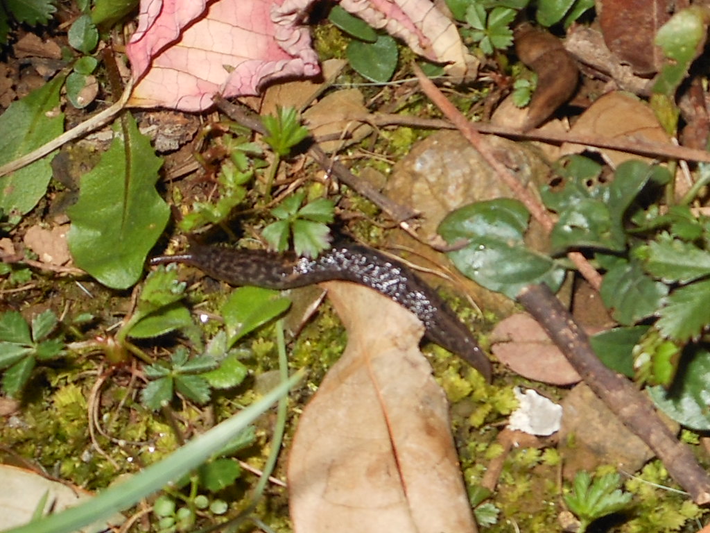 Limax da Gradisca d''Isonzo