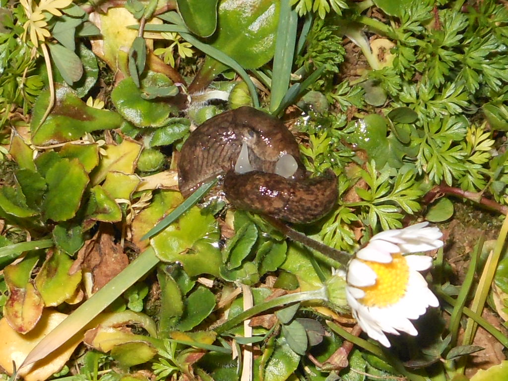 Gasteropodi vari da Gradisca d''Isonzo