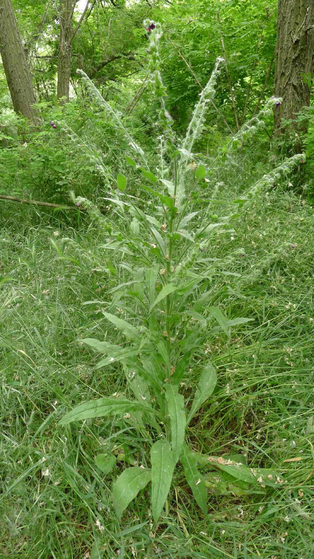 Cynoglossum officinale / Cinoglosso