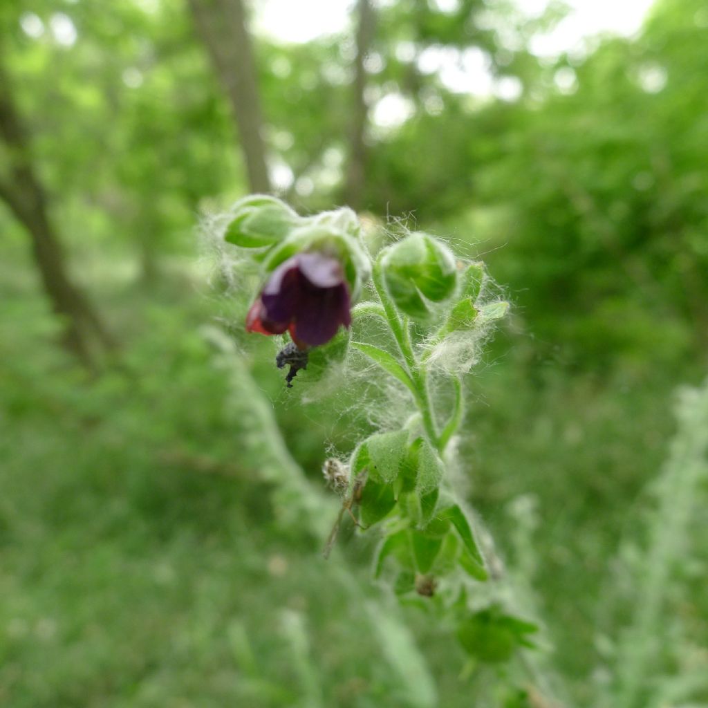 Cynoglossum officinale / Cinoglosso