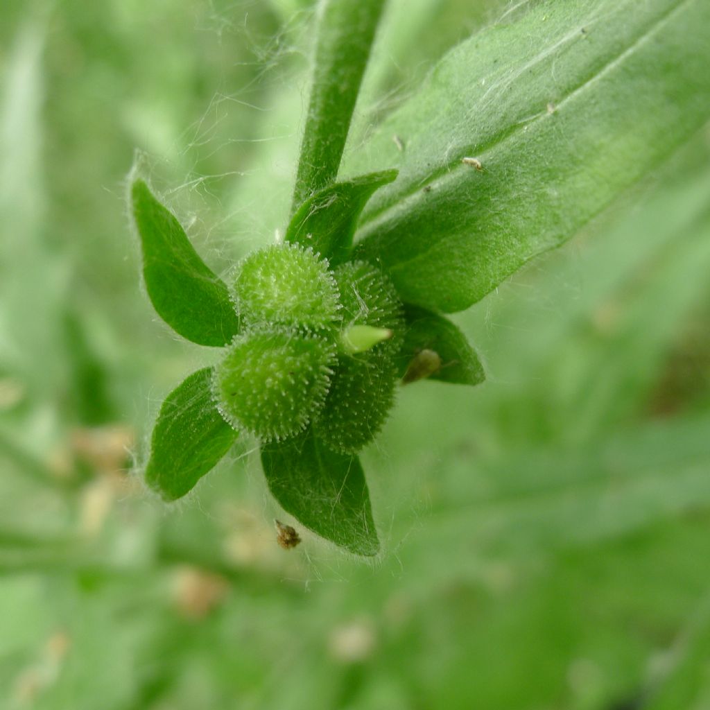 Cynoglossum officinale / Cinoglosso