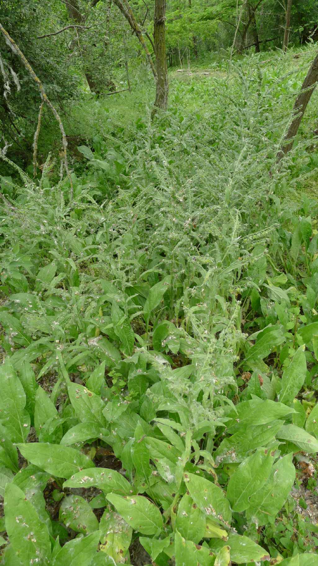 Cynoglossum officinale / Cinoglosso