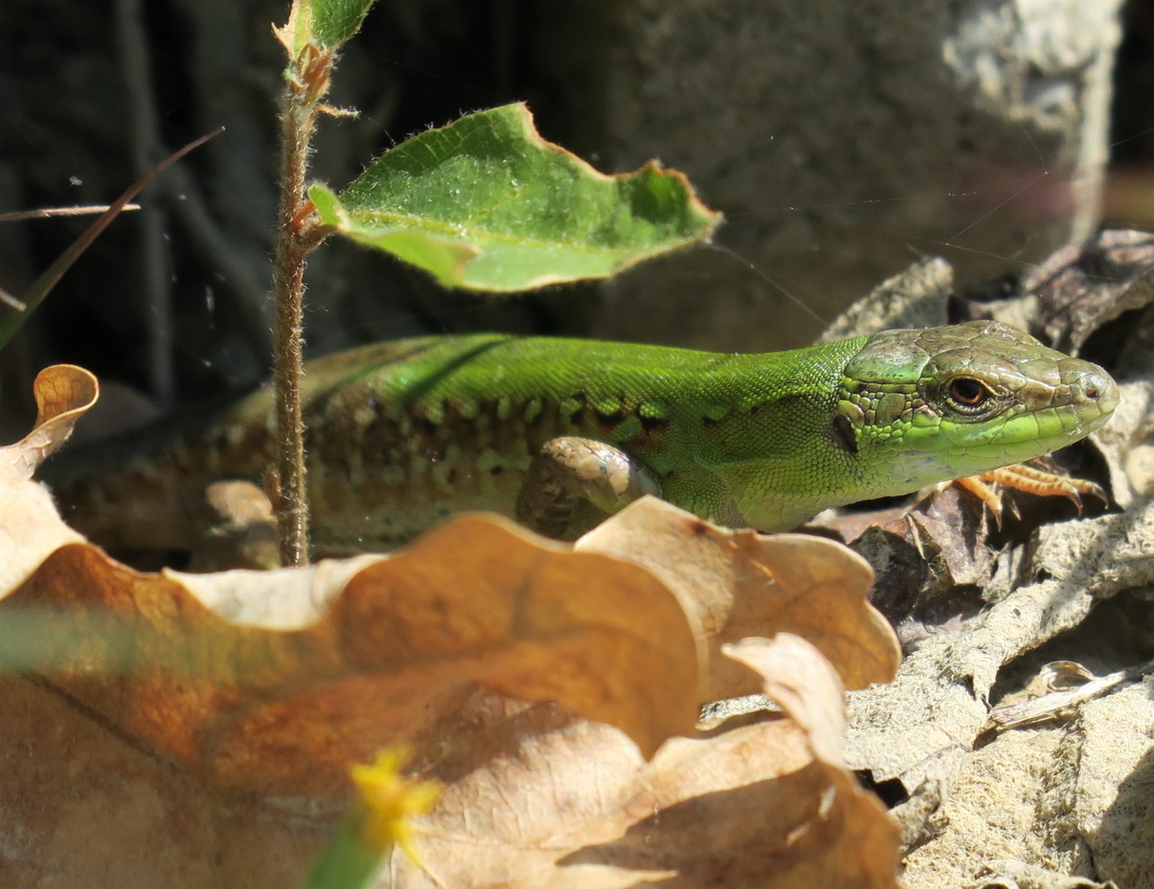 Chiedo conferma... S. Podarcis siculus (Lucertola campestre)