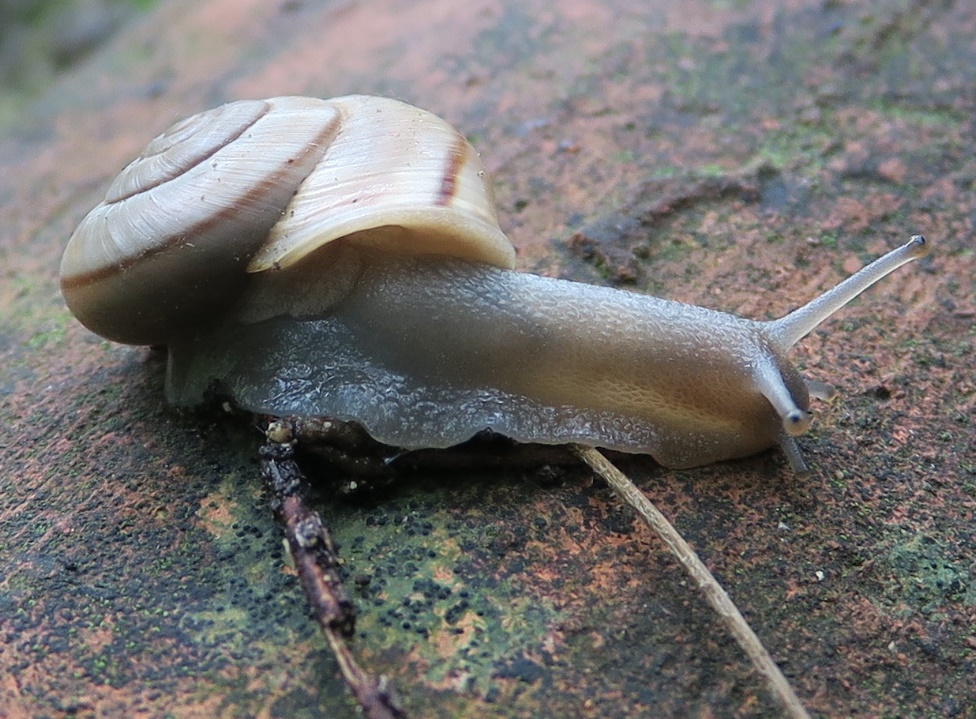 Chilostoma di pianura...