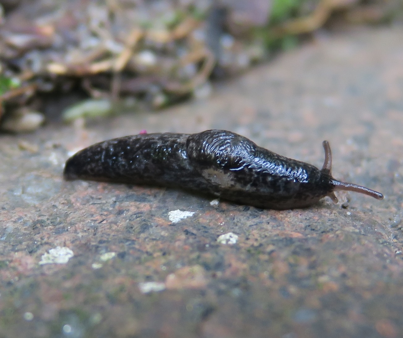 Deroceras reticulatum (quasi) melanico