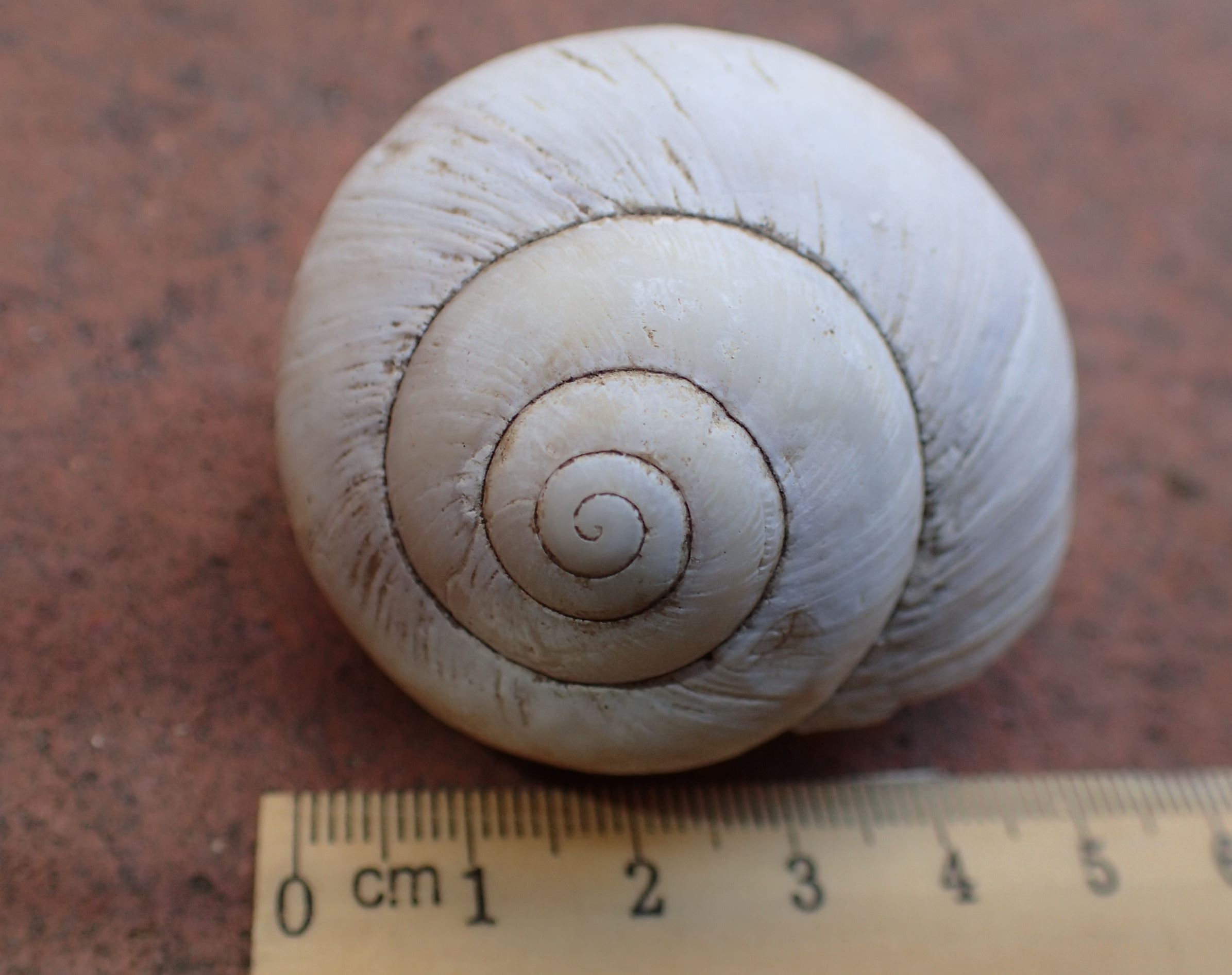 Quanto pu misurare Helix pomatia?