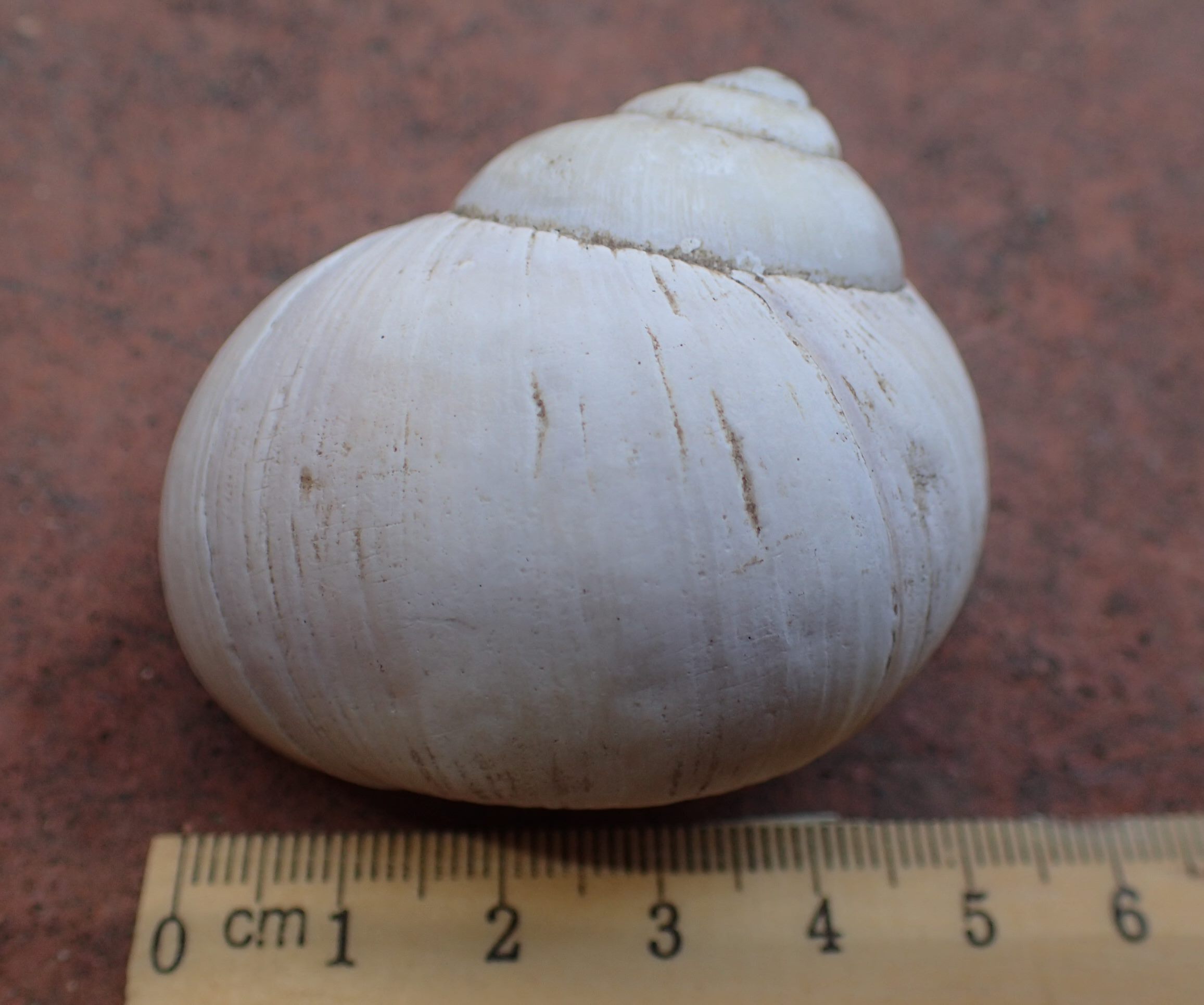 Quanto pu misurare Helix pomatia?