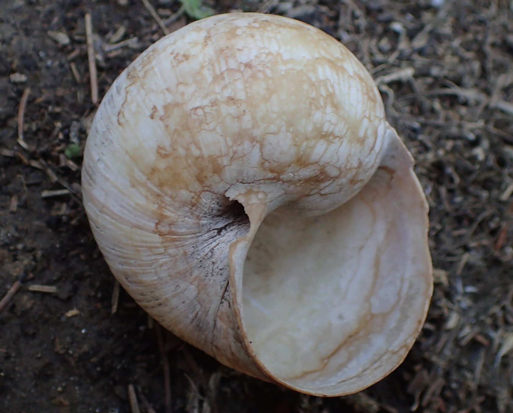 Quanto pu misurare Helix pomatia?