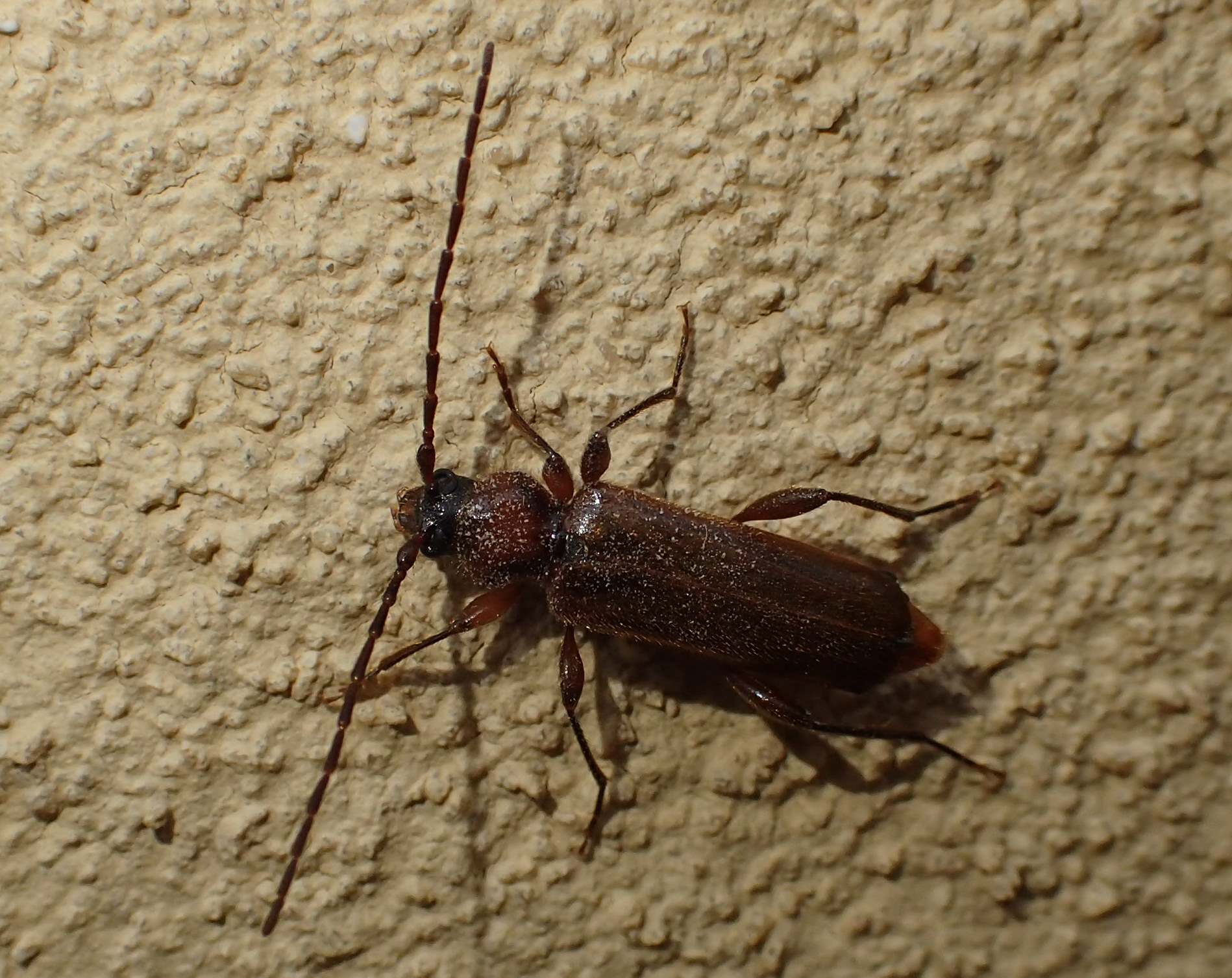 Cerambycidae: Phymatodes testaceus, femmina