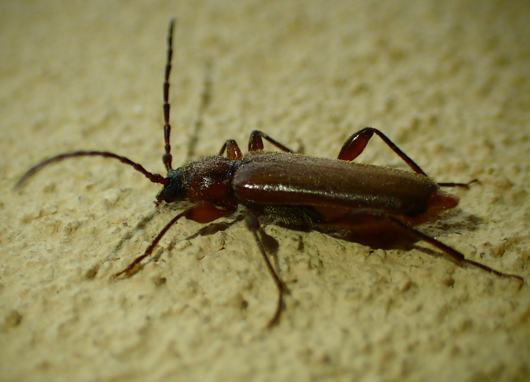 Cerambycidae: Phymatodes testaceus, femmina