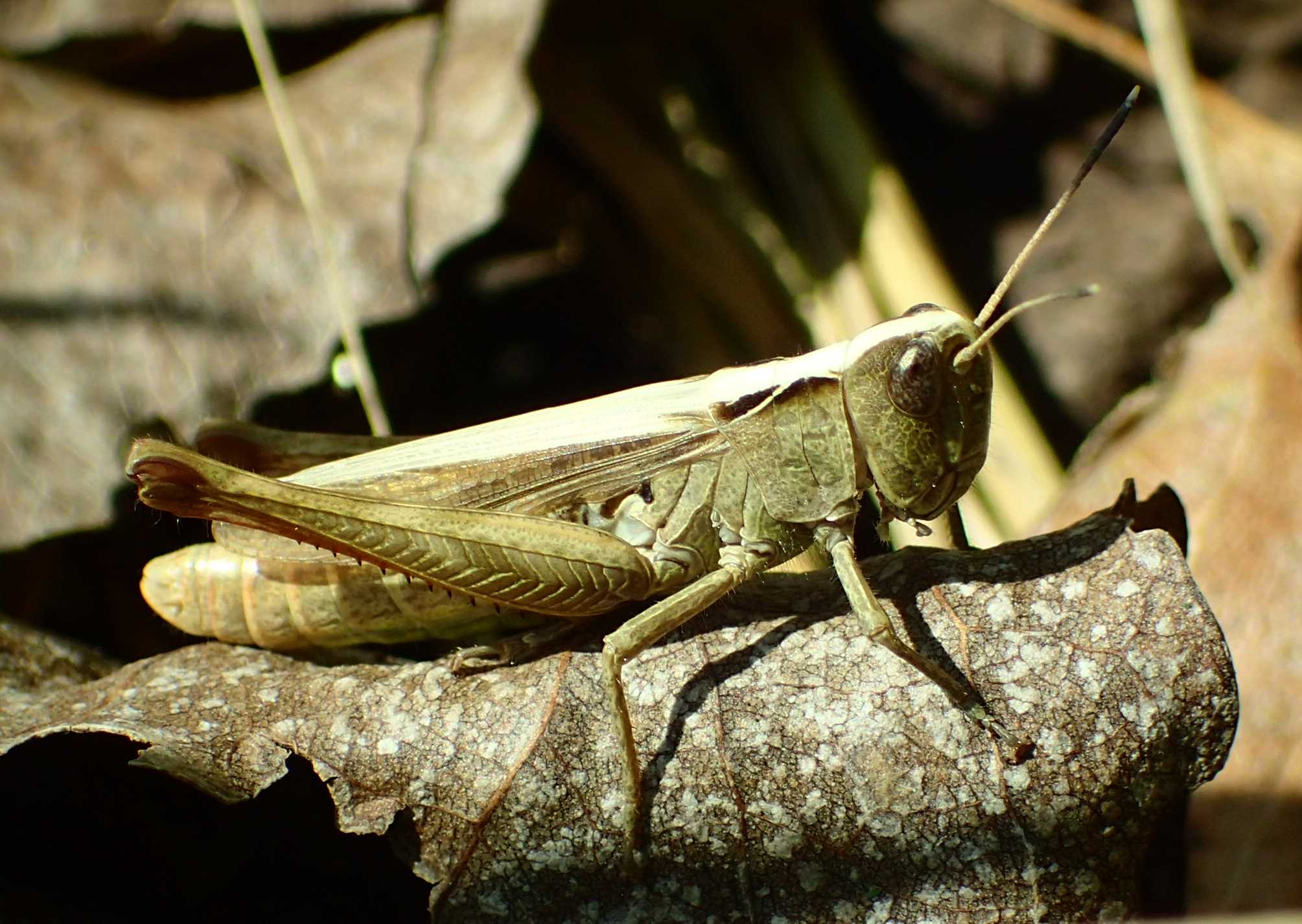 Graziosa cavallettina