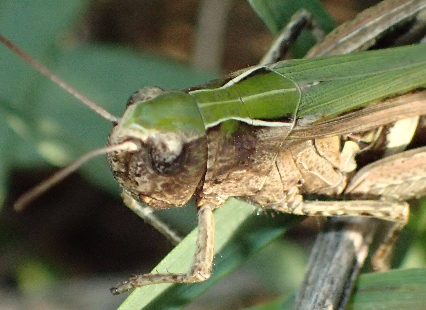 Omocestus rufipes