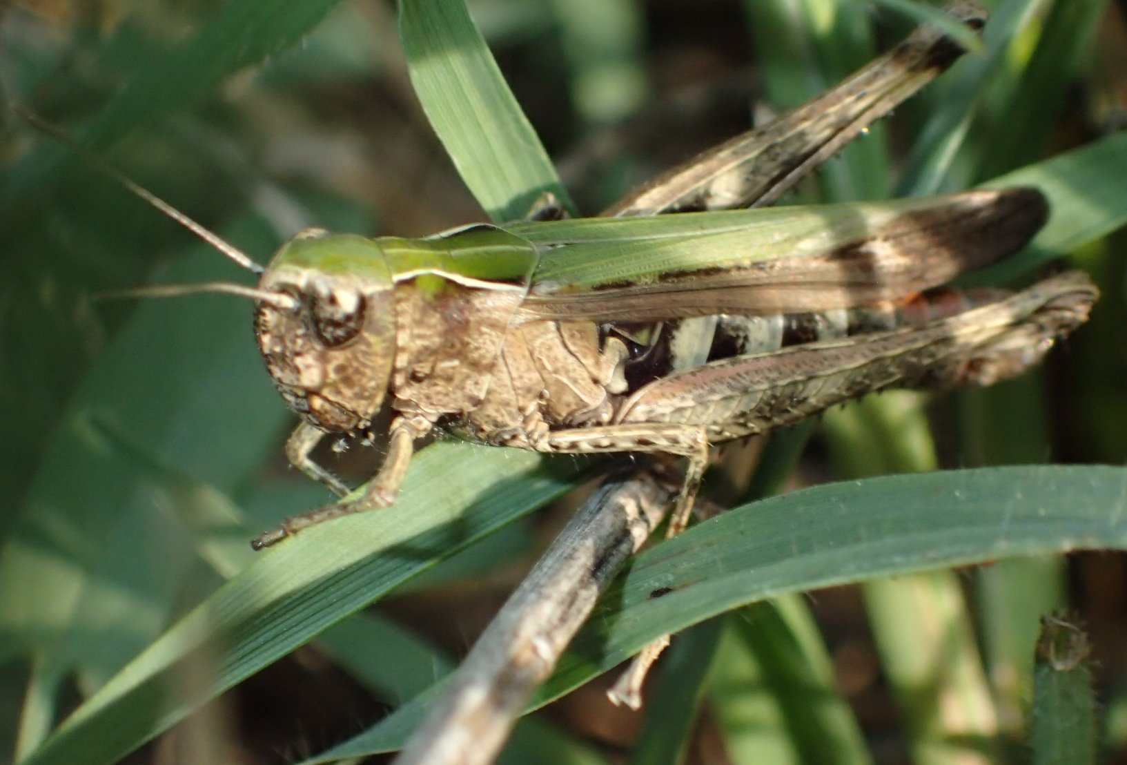 Omocestus rufipes