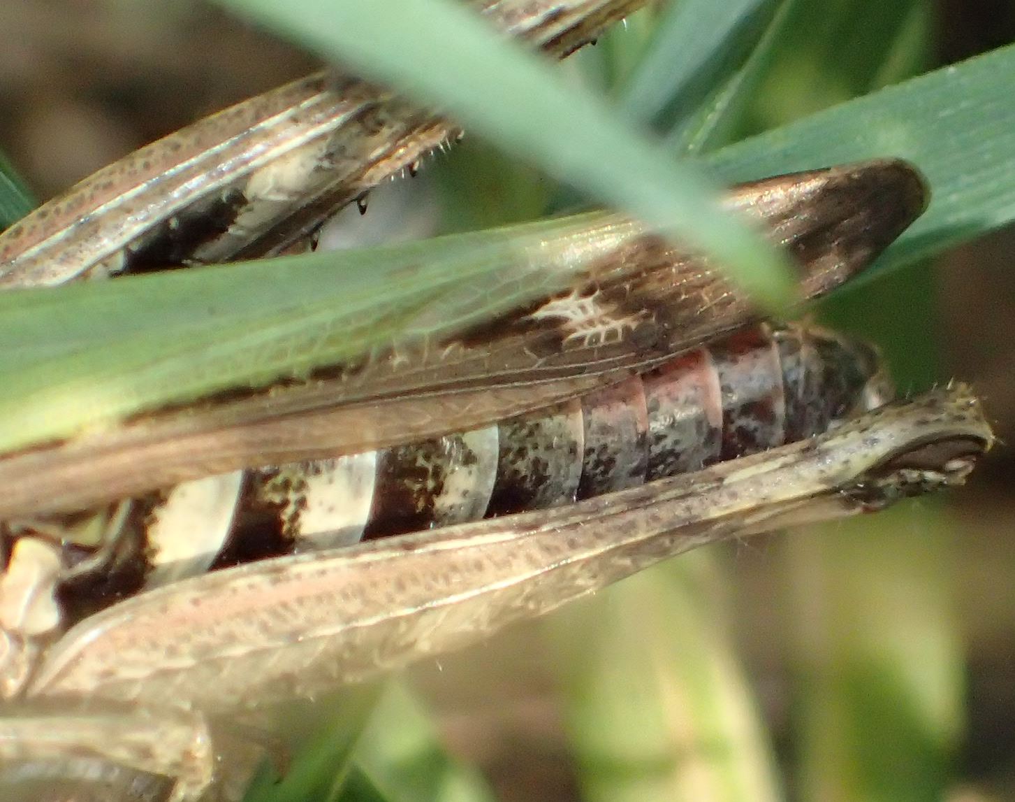 Omocestus rufipes