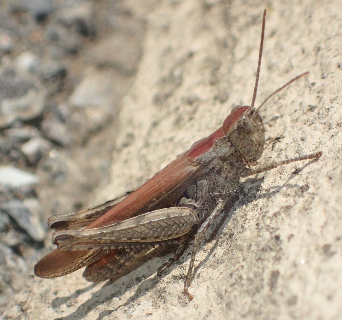 Piccola cavalletta:  Chorthippus (Glyptobothrus) cfr. brunneus