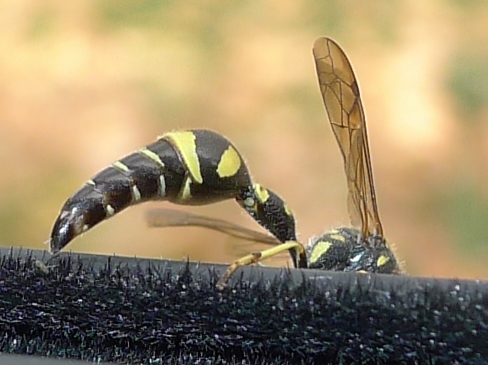 Vespina: Eumenes sp.