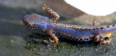 Triturus alpestris apuanus sulla Collina Torinese