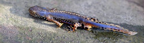 Triturus alpestris apuanus sulla Collina Torinese