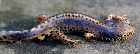 Triturus alpestris apuanus sulla Collina Torinese