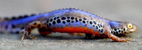 Triturus alpestris apuanus sulla Collina Torinese