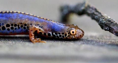 Triturus alpestris apuanus sulla Collina Torinese