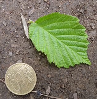 Pirenei orientali - Corylus avellana con galle