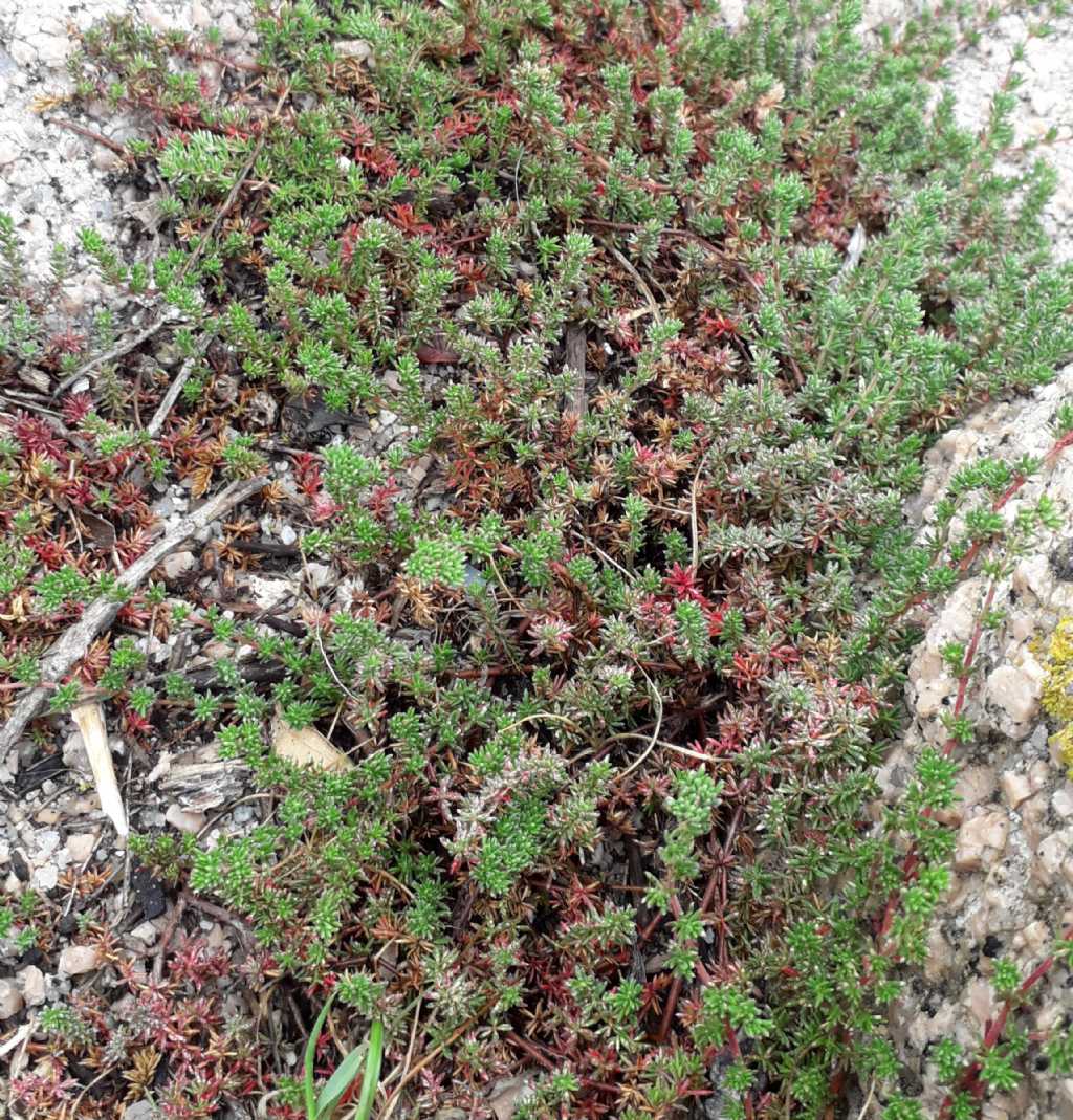 Sul granito, nord Sardegna:  Franckenia sp. (hirsuta o laevis)