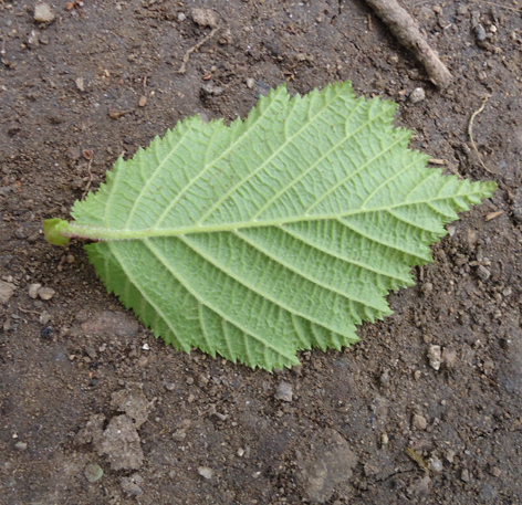 Pirenei orientali - Corylus avellana con galle