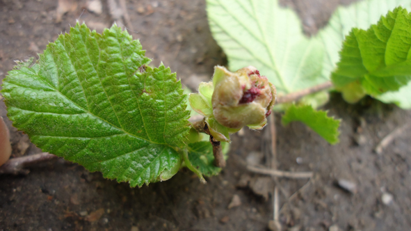 Pirenei orientali - Corylus avellana con galle