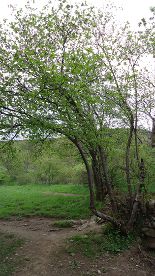 Pirenei orientali - Corylus avellana con galle