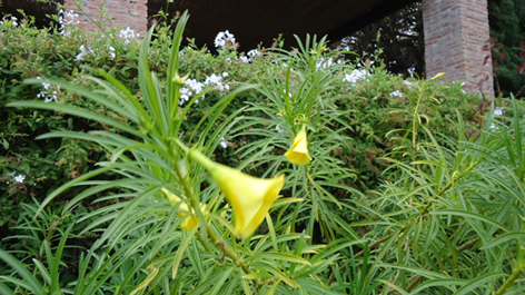 Fiori gialli Malaga - Thevetia peruviana