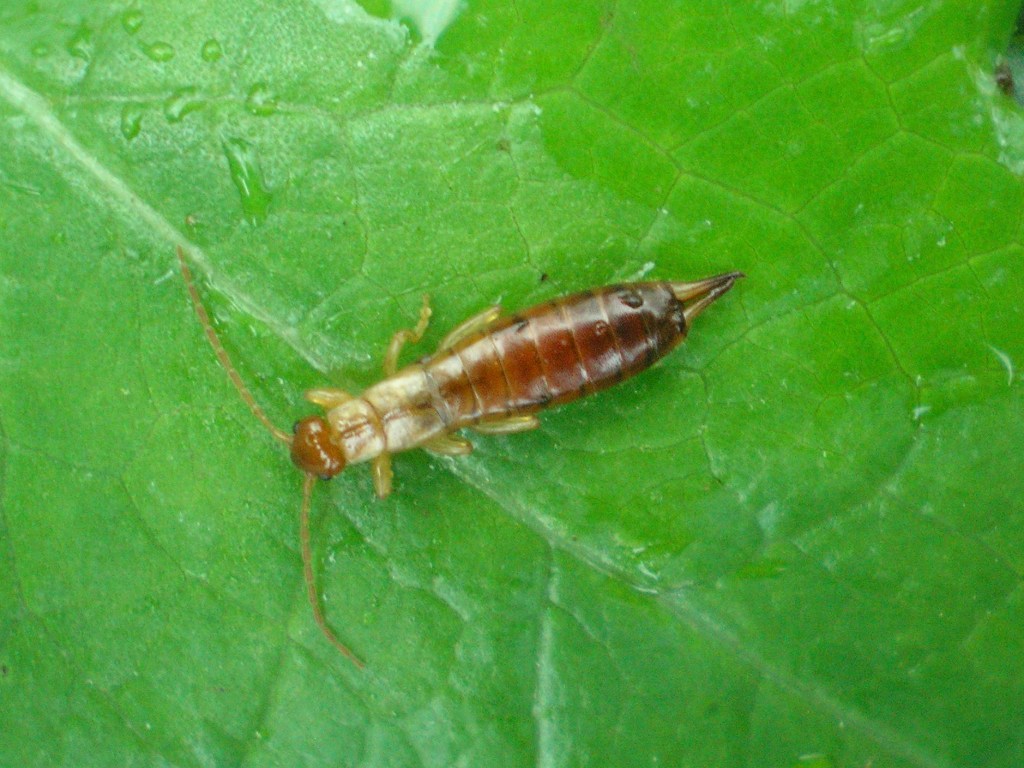 Guanchia pubescens da Coimbra - Portugallo