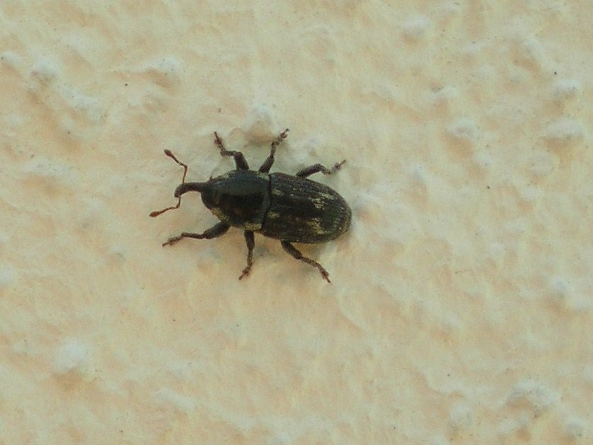 Curculionidae, da identificare - Cosmobaris ?