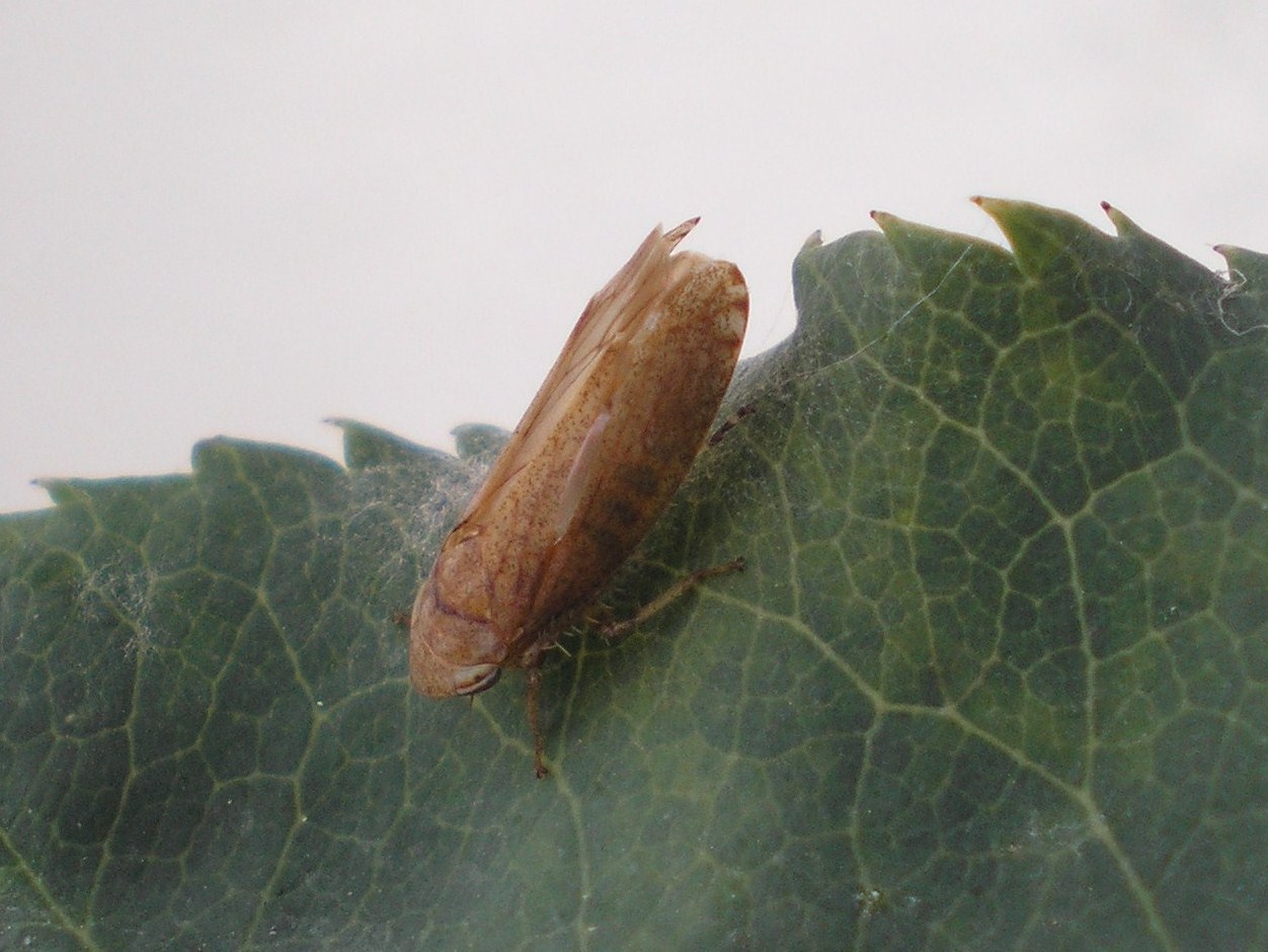 Cicadellidae . Fieberiella sp.