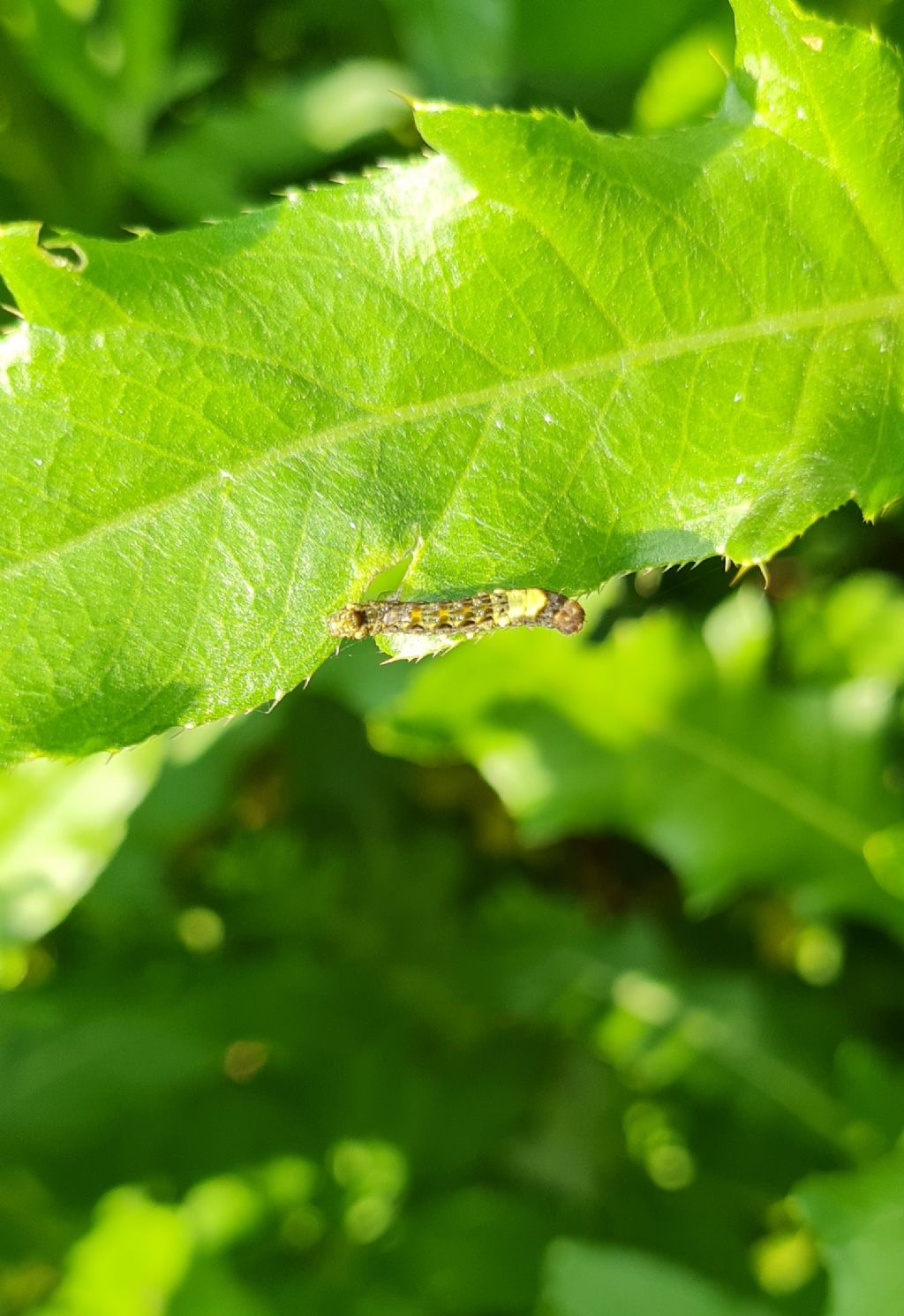 Thyatira batis - Drepanidae