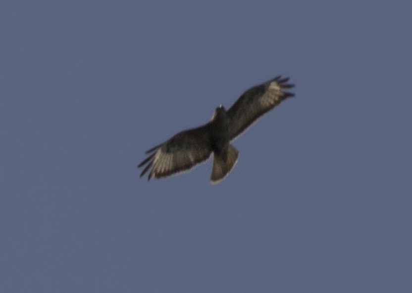 Aiuto per riconoscimento rapace